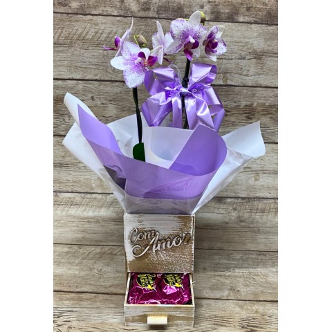Mini Orquídea Pote 9 "Cor Variada" + Chocolate  